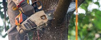 Lawn Watering Services in Energy, IL