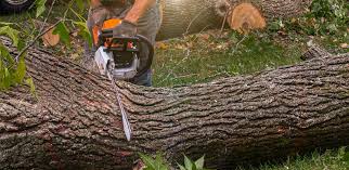 Trusted Energy, IL Tree Care Experts