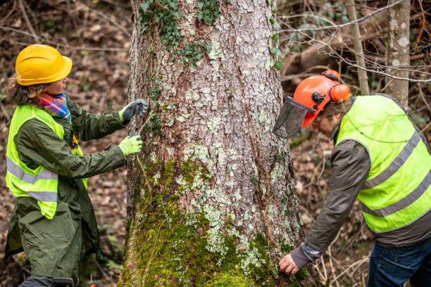 Best Tree and Shrub Care  in Energy, IL