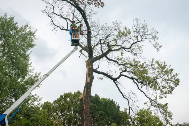 How Our Tree Care Process Works  in  Energy, IL