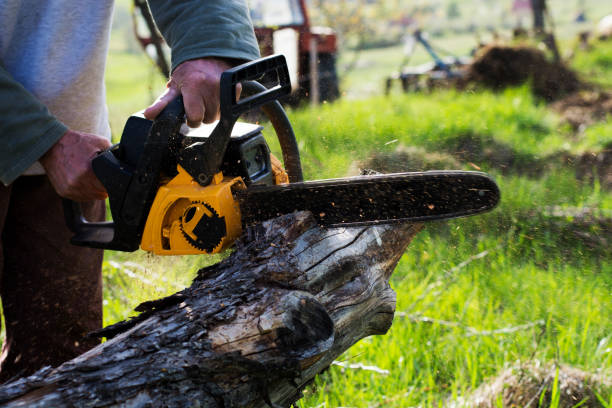 Lawn Pest Prevention in Energy, IL